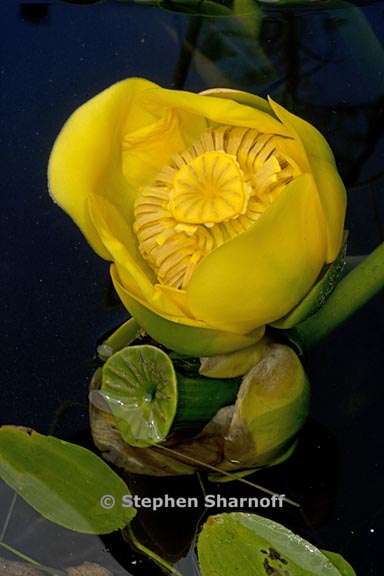 nuphar polysepala 6 graphic